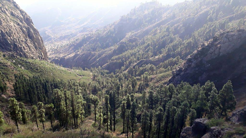 Forest at the Roque de Agando
