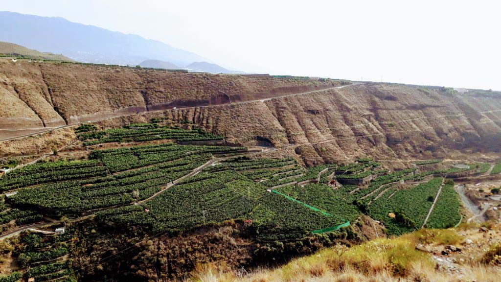 Banana plantations in Tazacorte