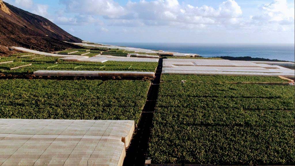 Also typical of La Palma: banana plantations as far as the eye can see