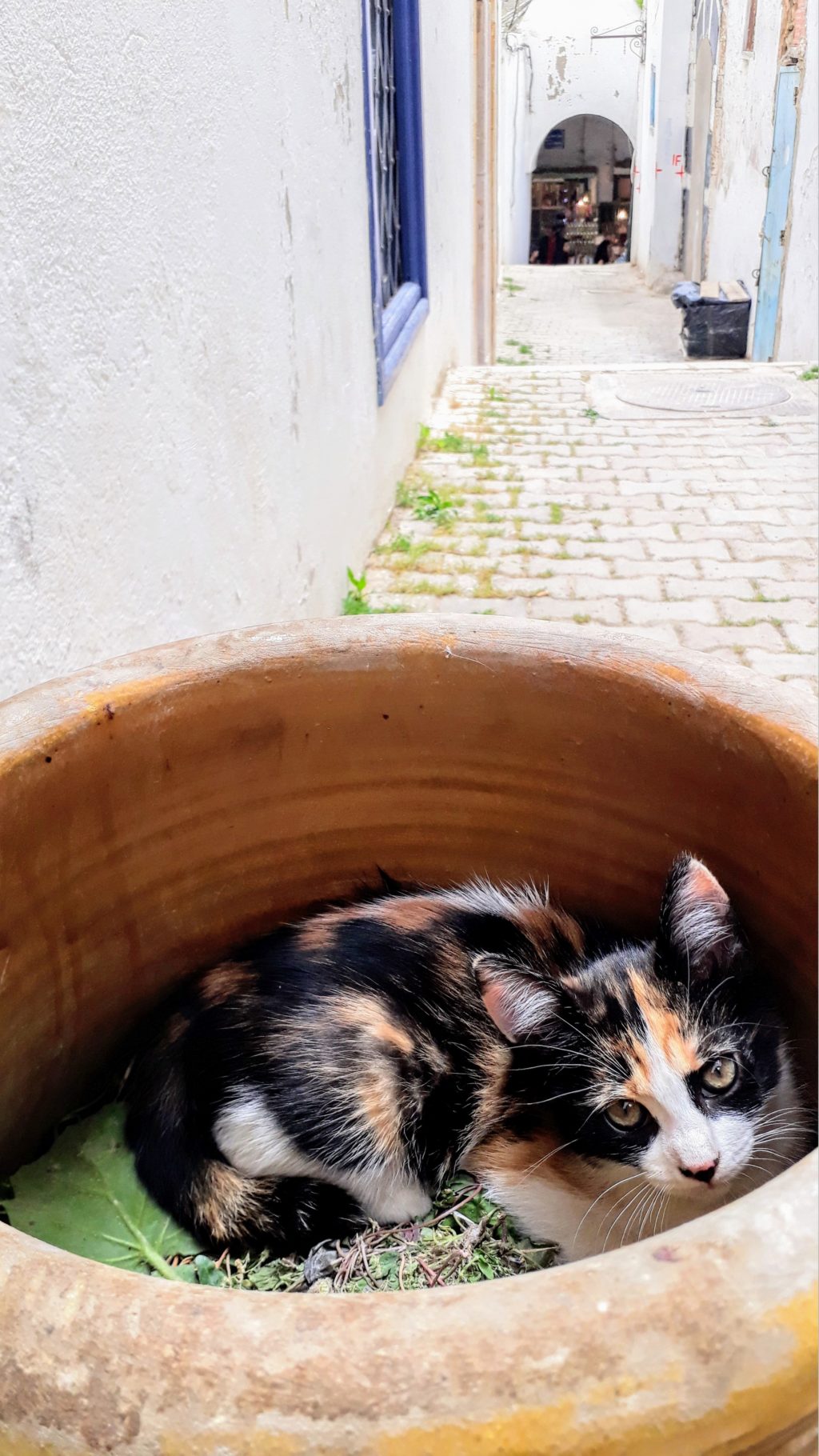 Katze in der Medina von Tunis: ein bisschen Cat-Content muss auch mal sein… ;)