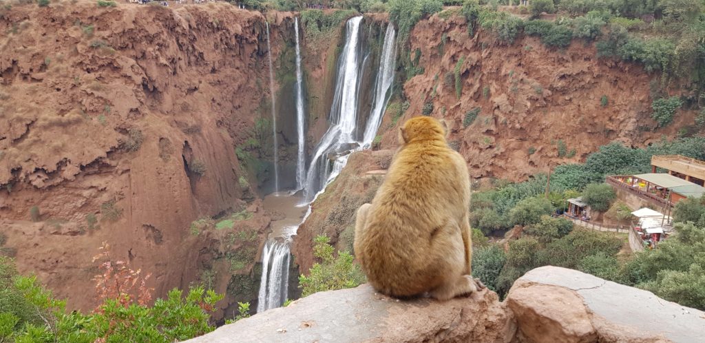 Die Ouzoud Falls gelten als die höchsten und schönsten Wasserfälle in Marokko