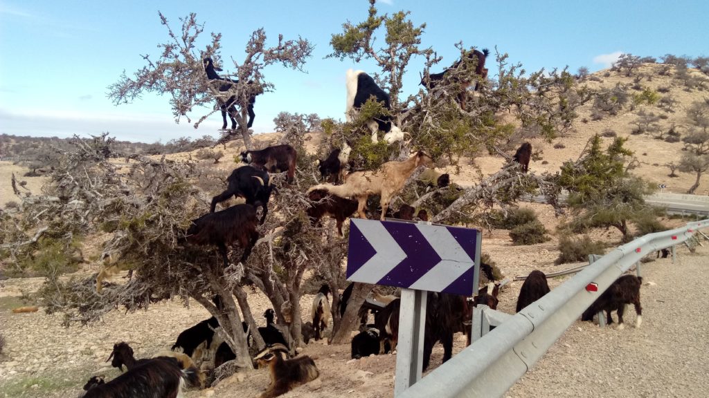 Ohne eigenes Auto könnte man zum Beispiel nicht bei diesen Ziegen in Marokko anhalten