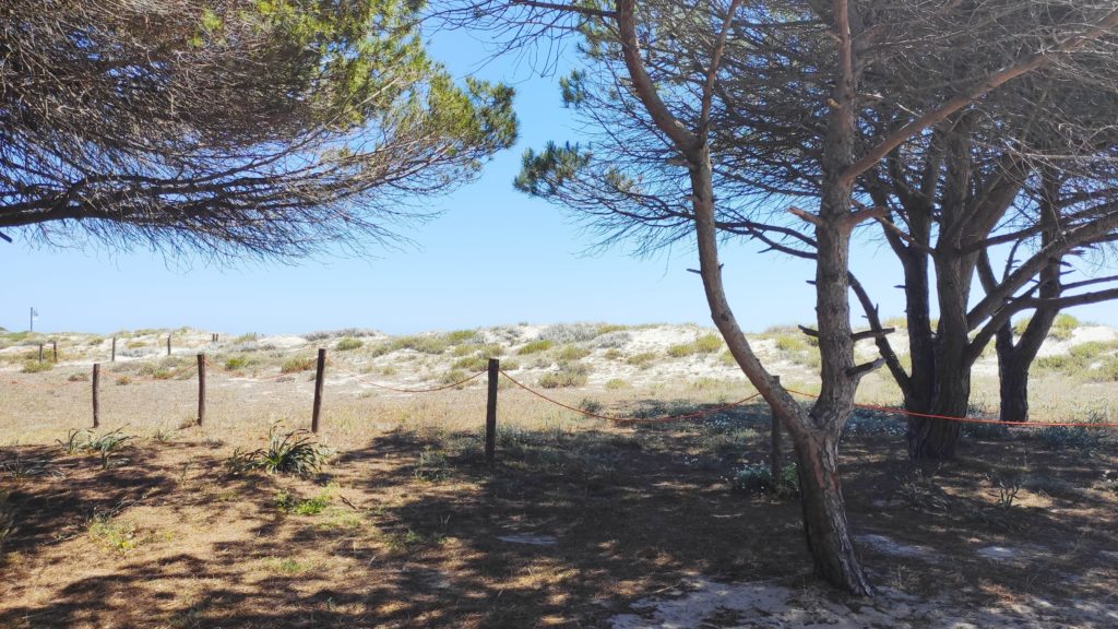 Hinter diesen Sanddünen versteckt sich der Strand von Budoni