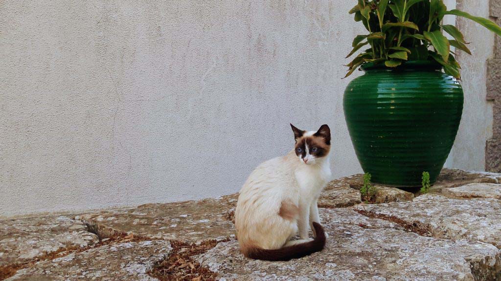 Cat at Casa do Fauno