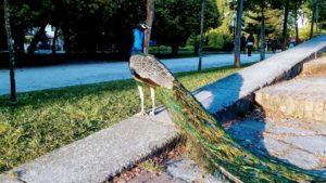 Peacock in the Jardins do Palácio de Cristal