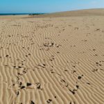 Fuerteventura: Endless Sand Dunes