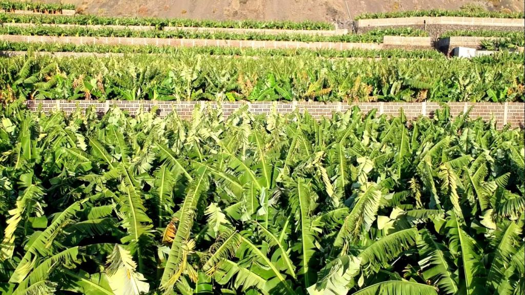 Typical scenery on La Palma: Banana plantations as far as the eye can see