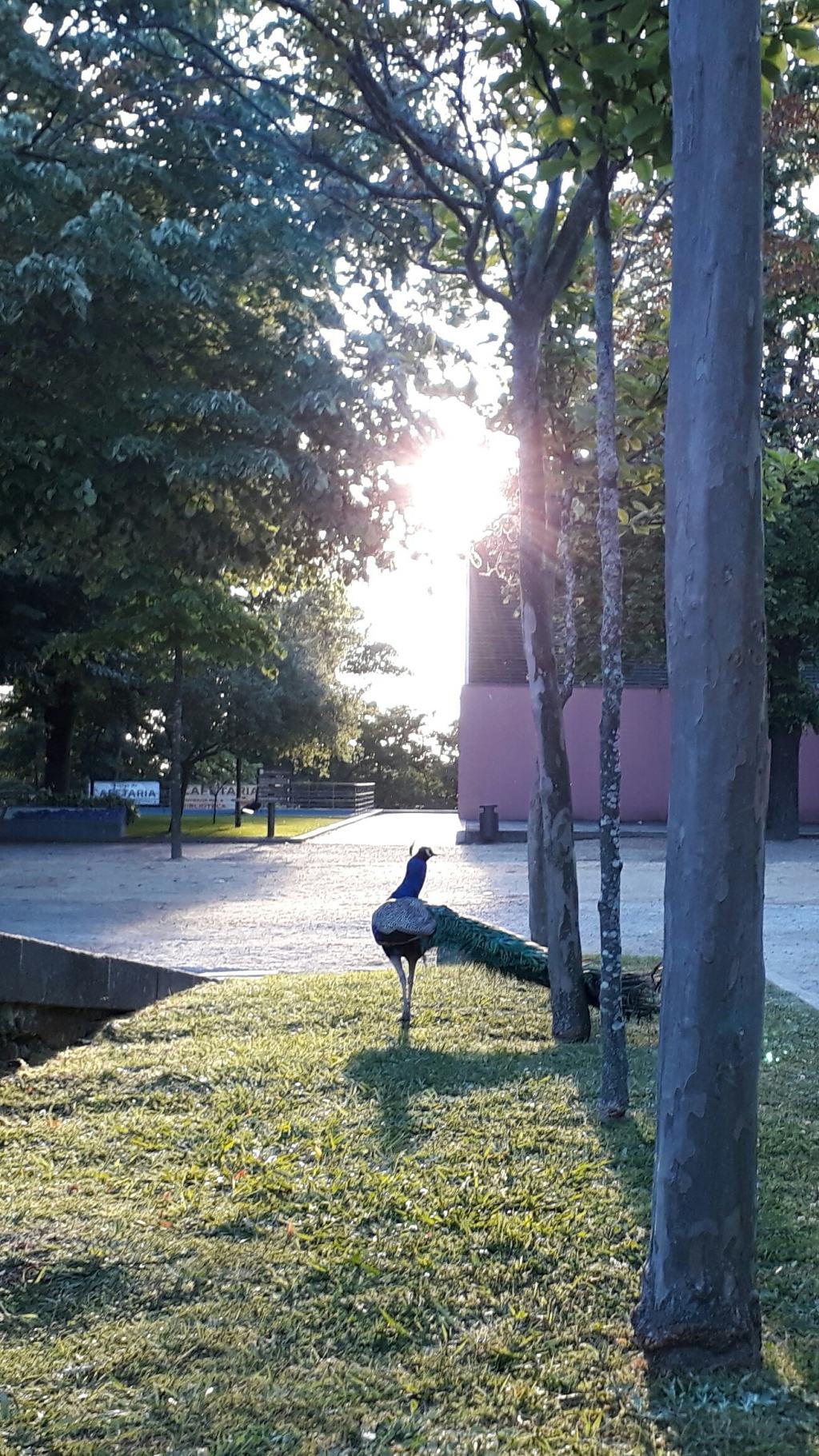 Pavo real en los Jardins do Palácio de Cristal