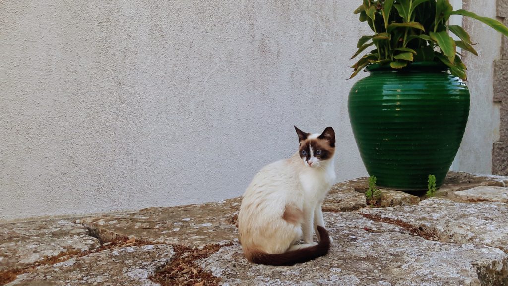 Gato en Casa do Fauno