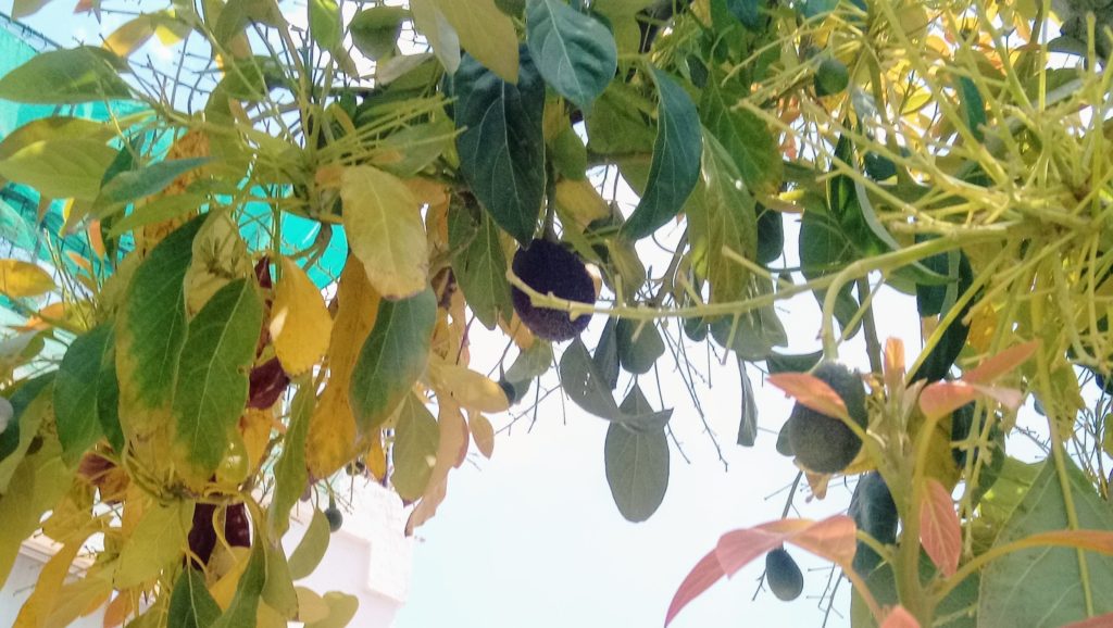 Aguacate en la carretera en Chipre