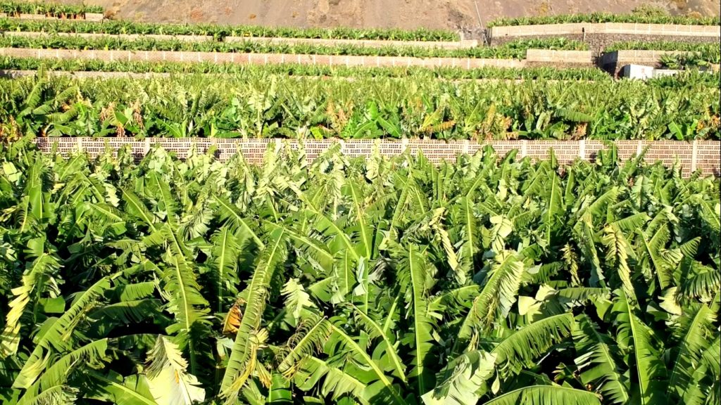 Paisaje típico de La Palma: Plantaciones de plátanos hasta donde alcanza la vista